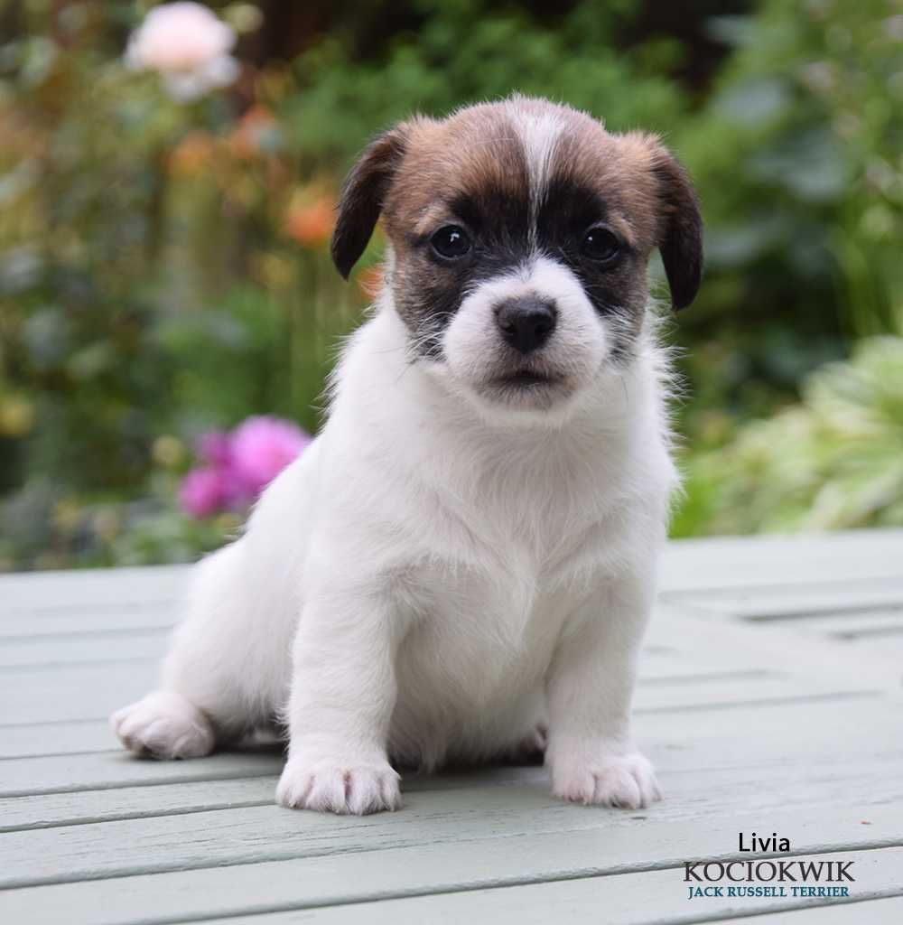 Jack Russell Terrier - suczka z rodowodem ZKwP