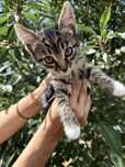 котики шукають люблячу сімʼю