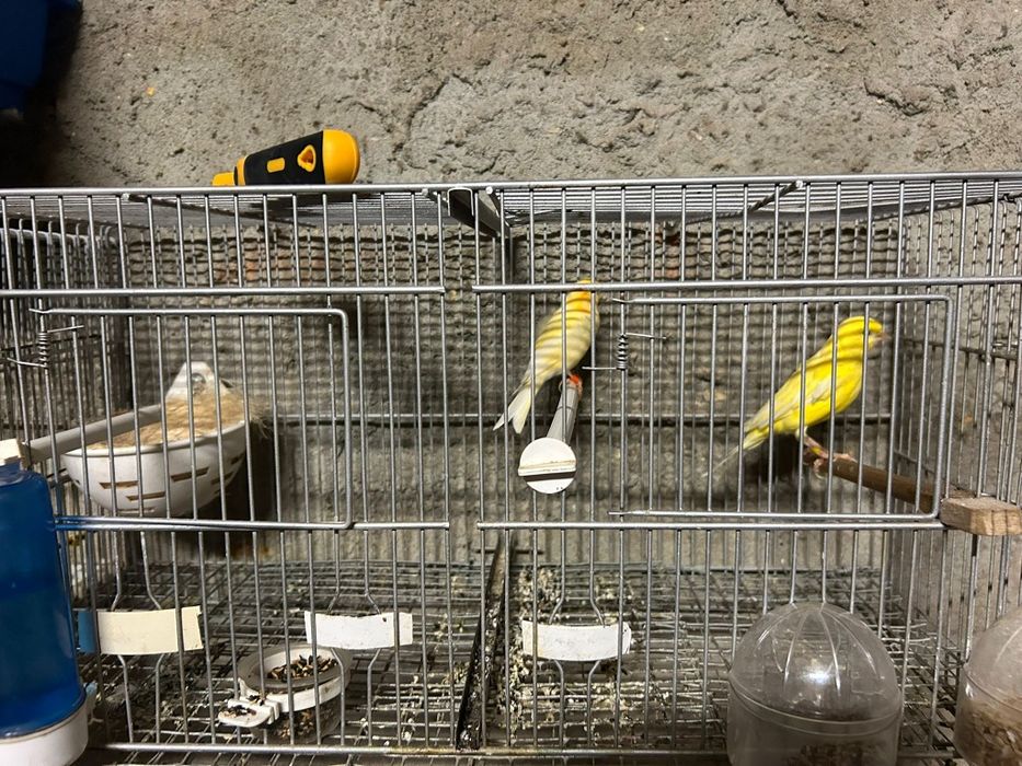 Canários para Venda