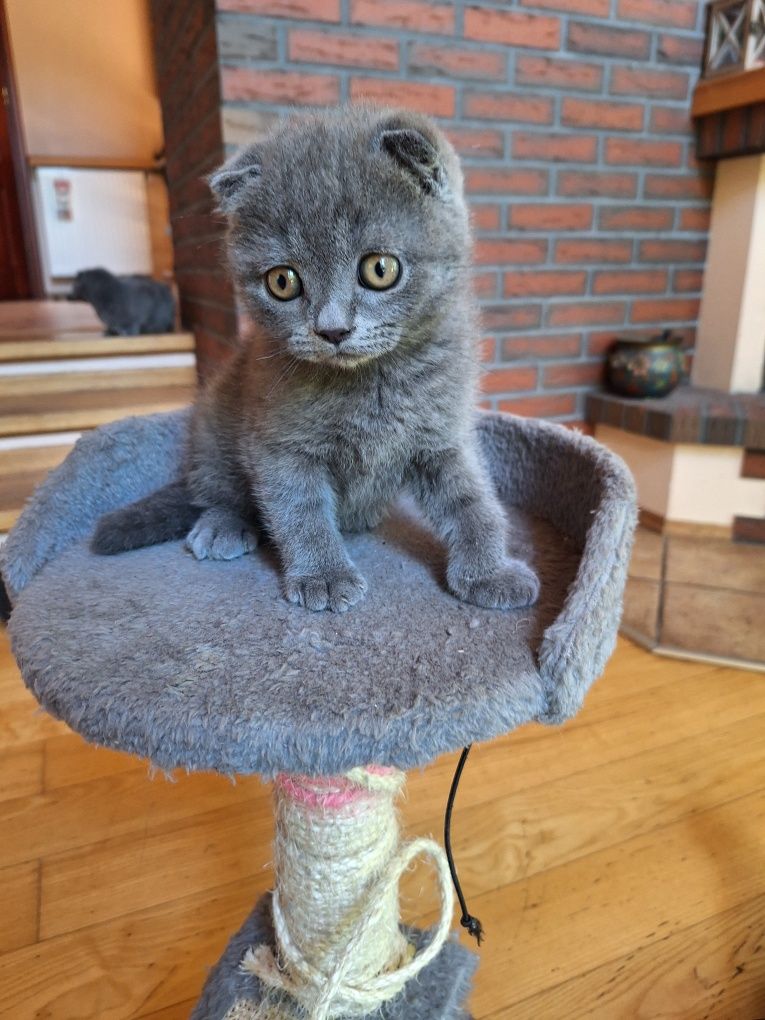 Kocurek brytyjski niebieski