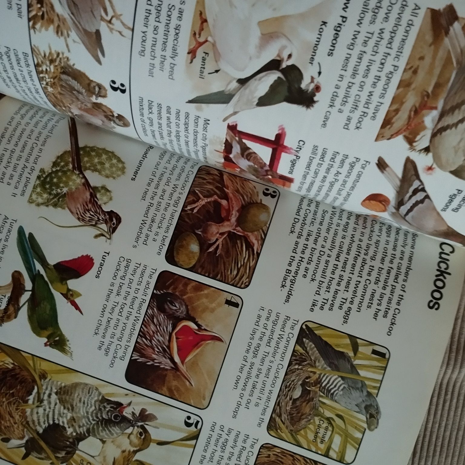 How Birds Live Usborne