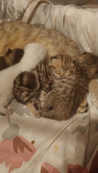 Шотландские котята