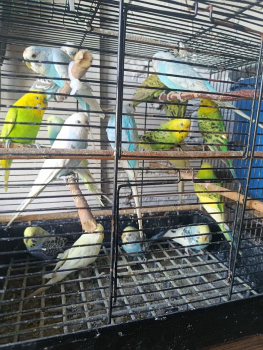 Papugi faliste ptaki