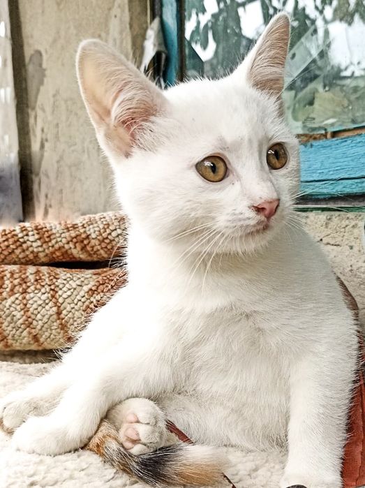 Віддам кицю в добрі руки!