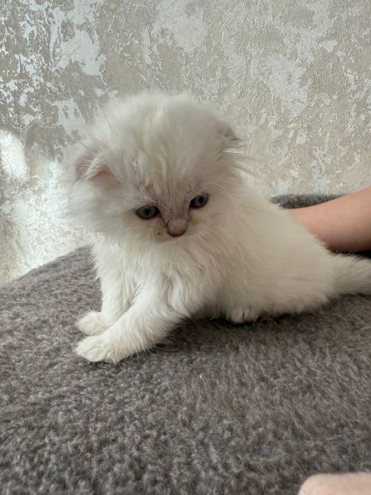 Дівчинка британська шиншила