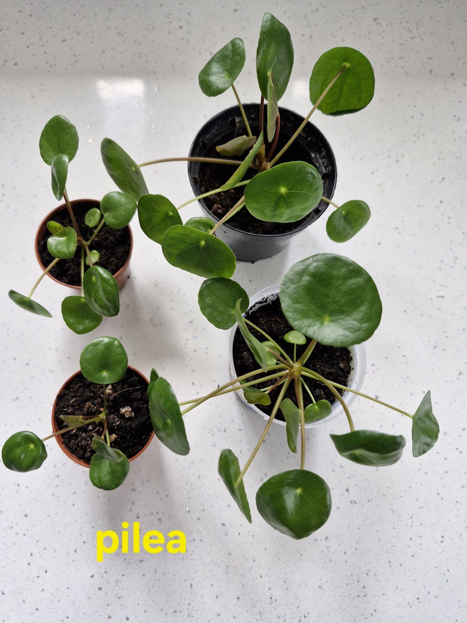 Pilea pieniążek rośliny kwiatek