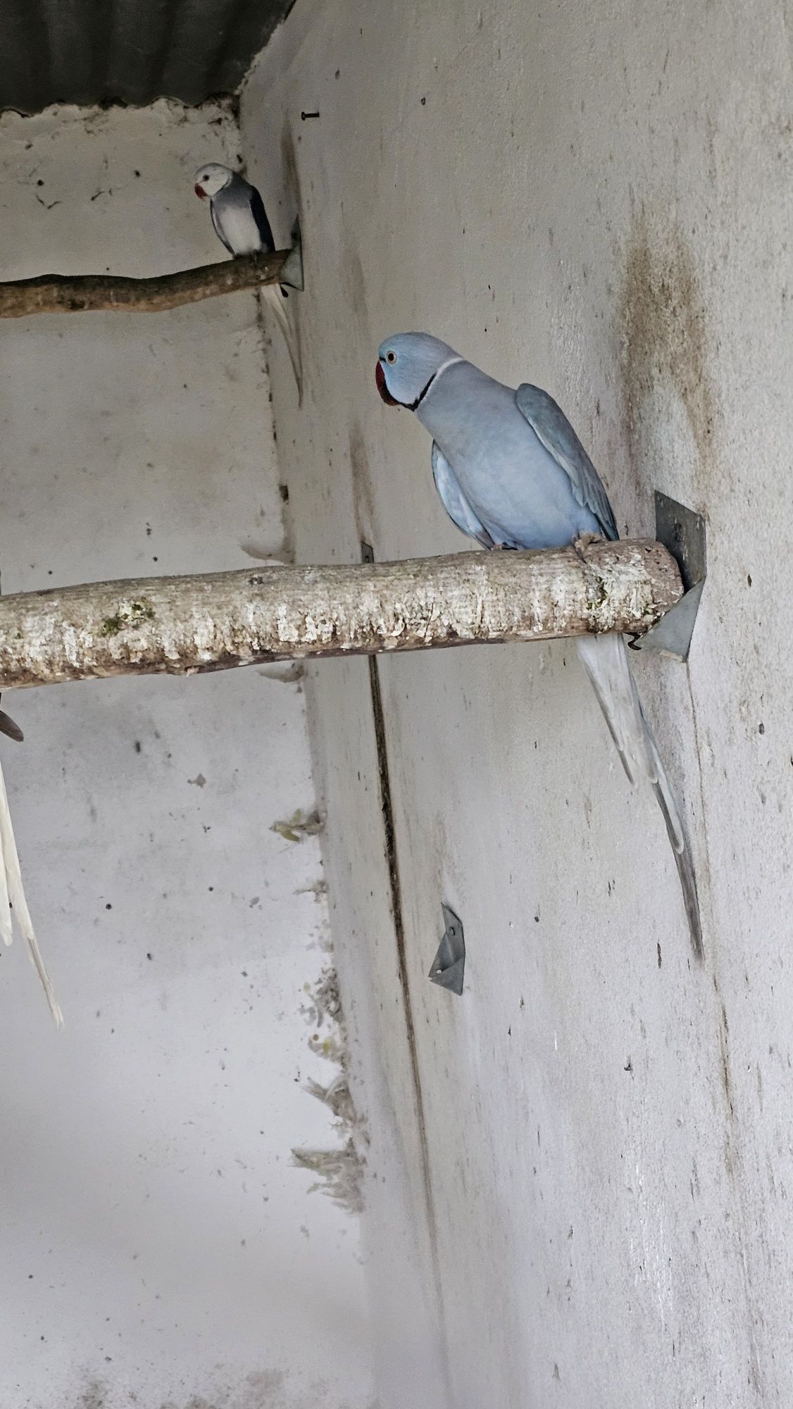 Ring necks e outras aves