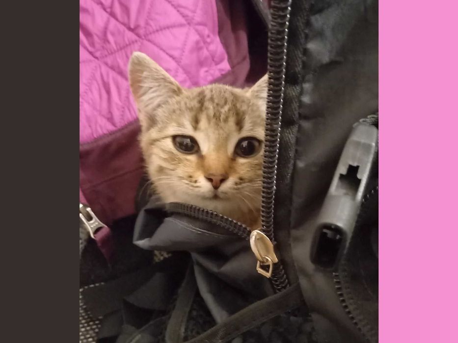 Dziunia - kocię urodzone w pierwszej połowie czerwca br.