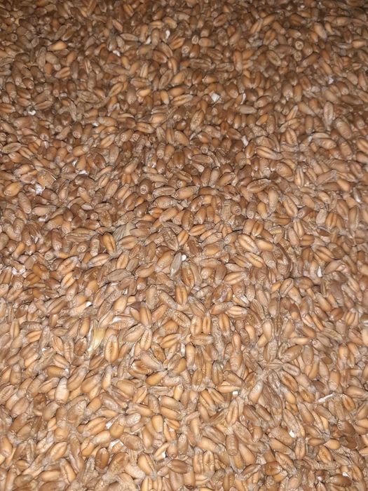 Pszenica owies i żyto