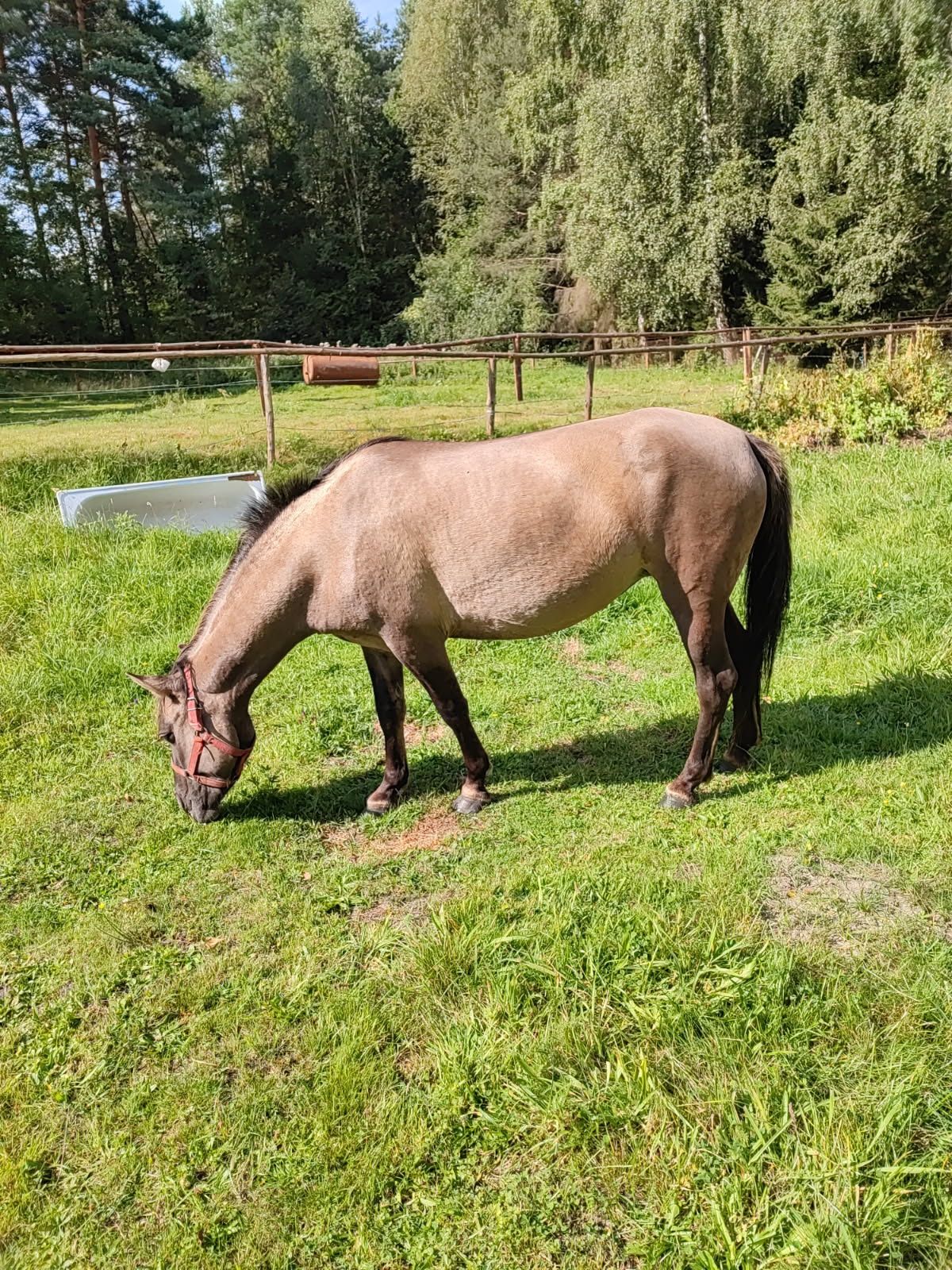 Sprzedam   klacz