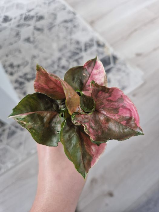 Syngonium strawberry ice galaxy