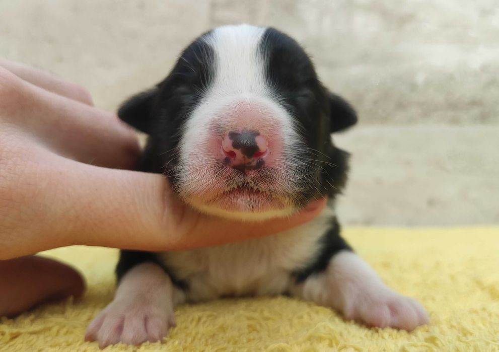 Suczka BORDER COLLIE z Hodowli - Rasowa z pełną dok. - Rezerwacje