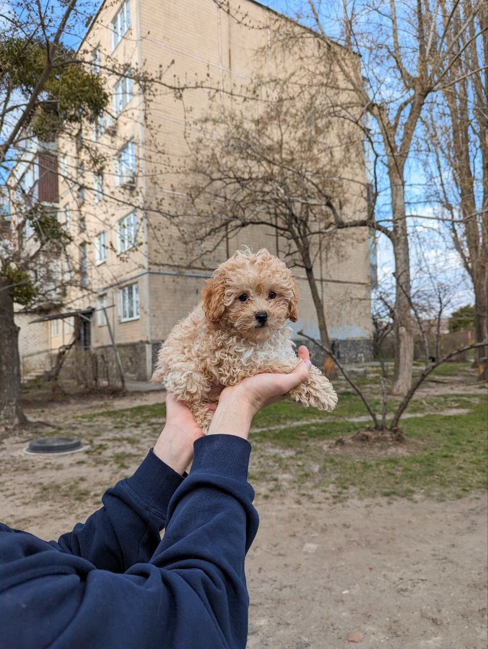 Цуценята міні мальтіпу мини мальтипу