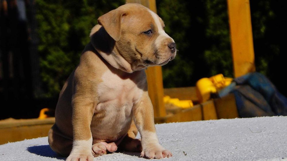 Lary, mocny samiec Amstaff,  szczeniak z rodowodem,  kopia ojca!