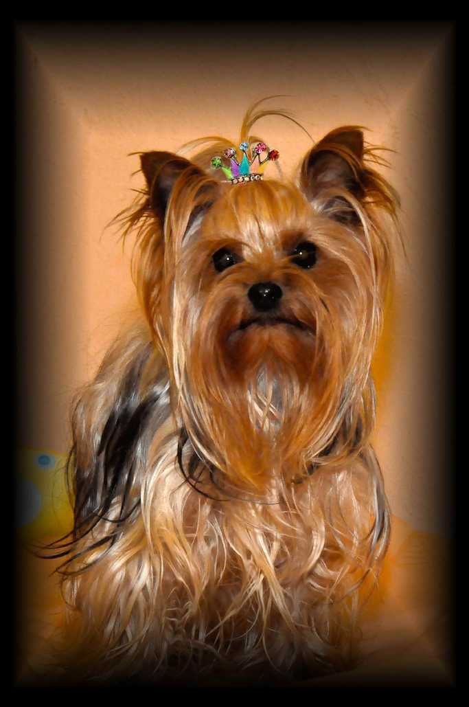 Yorkshire terrier, York, śliczna sunia