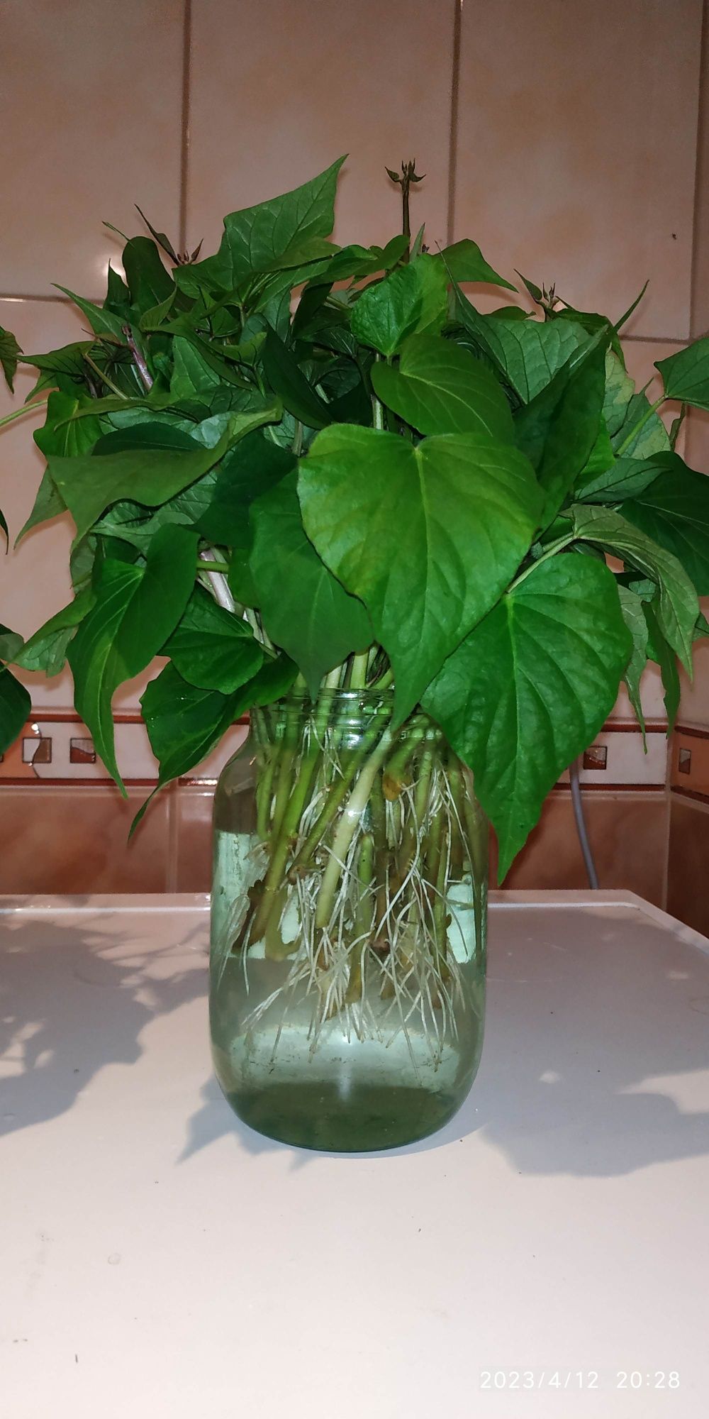 Батат, сладкий картофель.