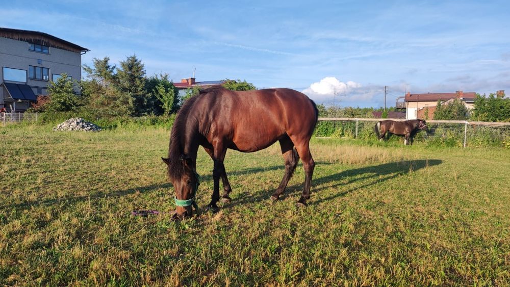 Gniada klacz huculska