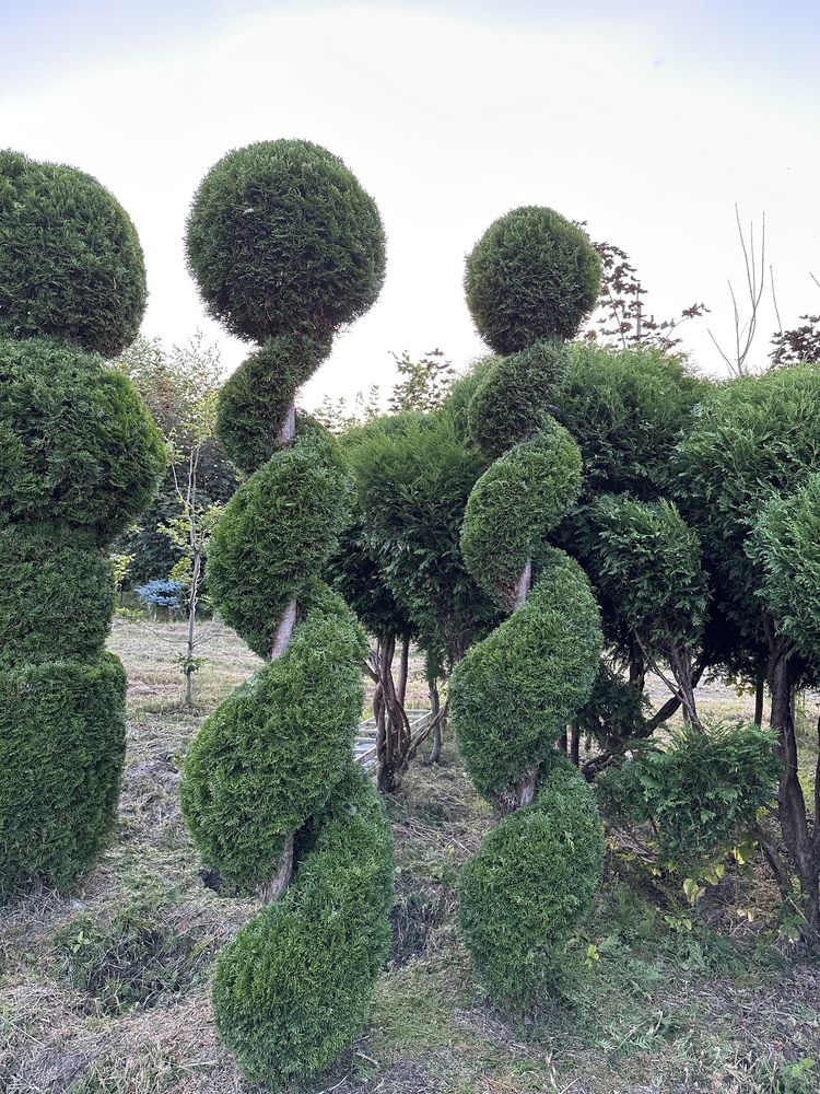 Tuja szmaragd formowana  BONSAI świder 300cm