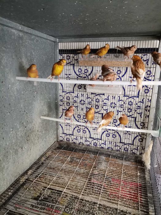Canários Phaeo amarelo e branco