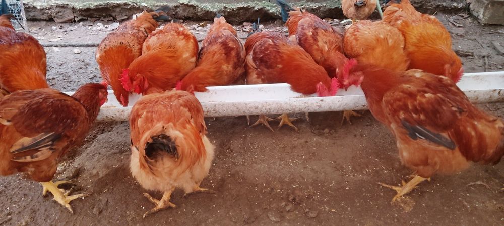 Galos ( capões) criados á solta no campo