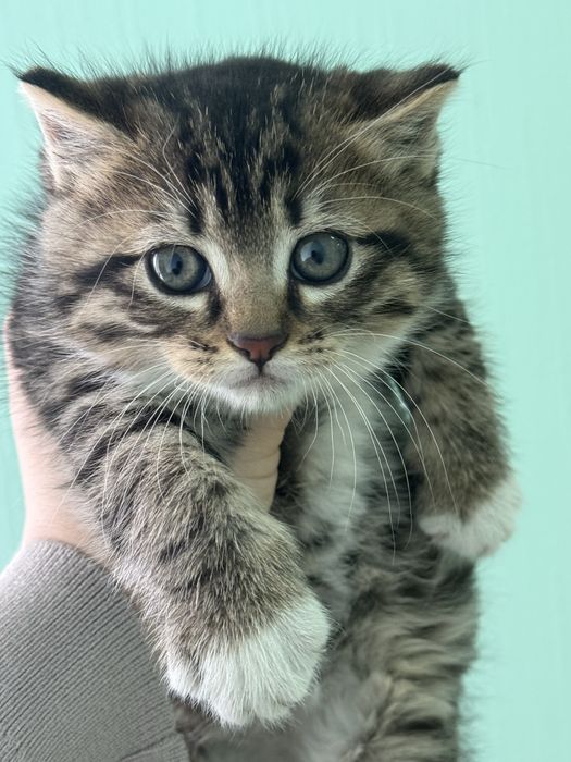 Маленьке кошеня шукає сімʼю ,котенок в дар