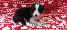 Border Collie  szczeniak suczka czarno-biała :-) piękna:-)