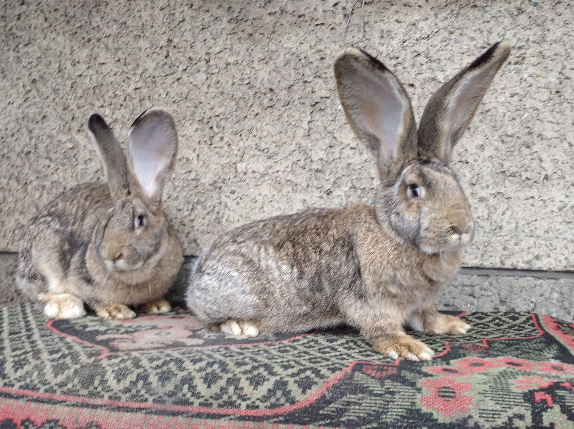 Продам кролів кроликів фландр бельгійський велетень