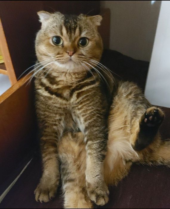 ПОТЕРЯЛСЯ Кот помогите пожалуйста найти!!