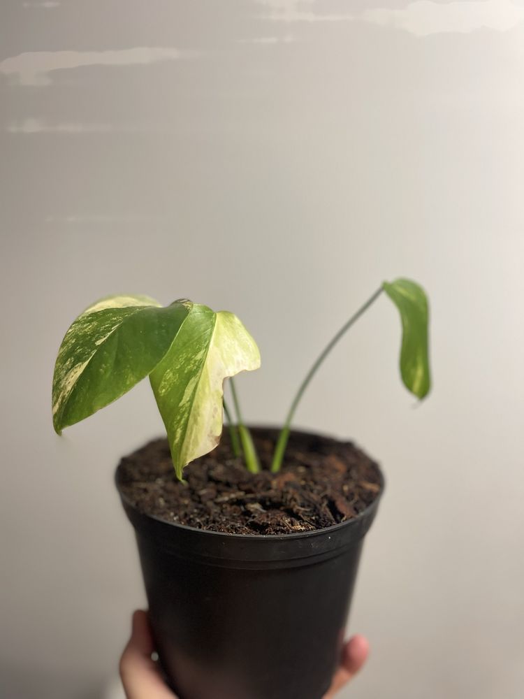 Planta Monstera aurea
