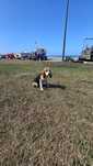 Beagle tricolor macho