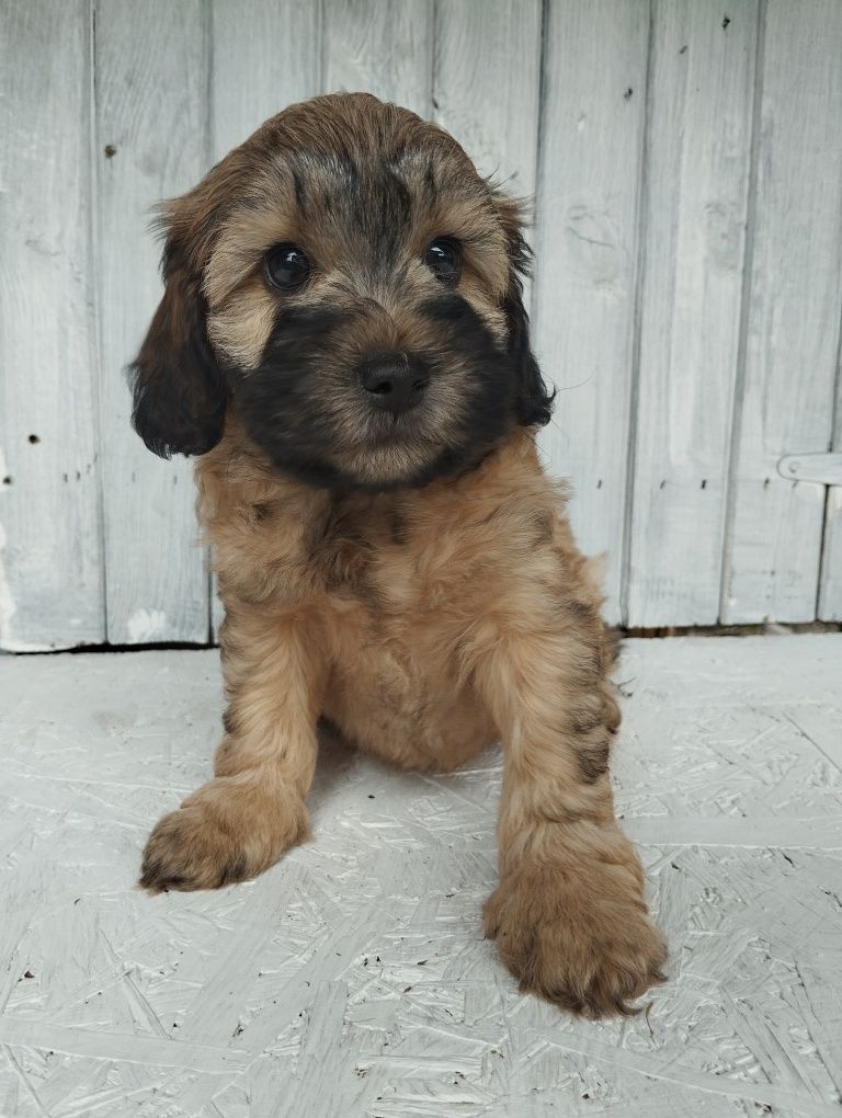 Cavapoo f1b , piesek Moris ( nie maltipoo pudel maltańczyk cavalier)