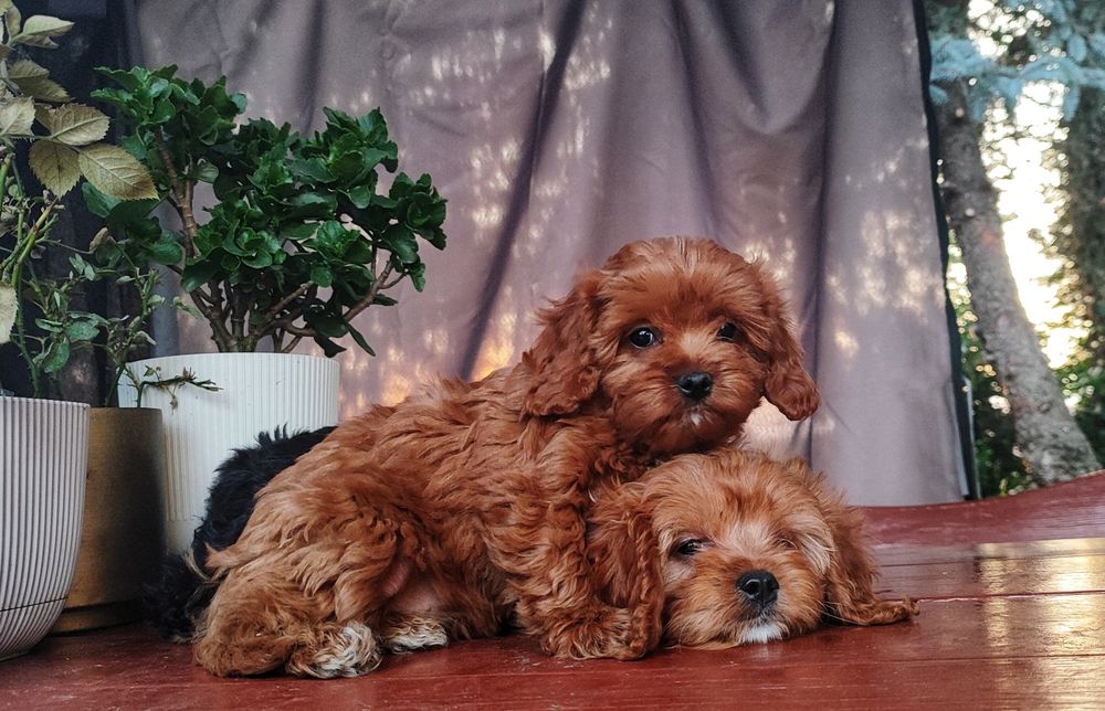 Śliczne Rodowodowe Szczenięta Cavapoo  • GOTOWE DO ODBIORU •