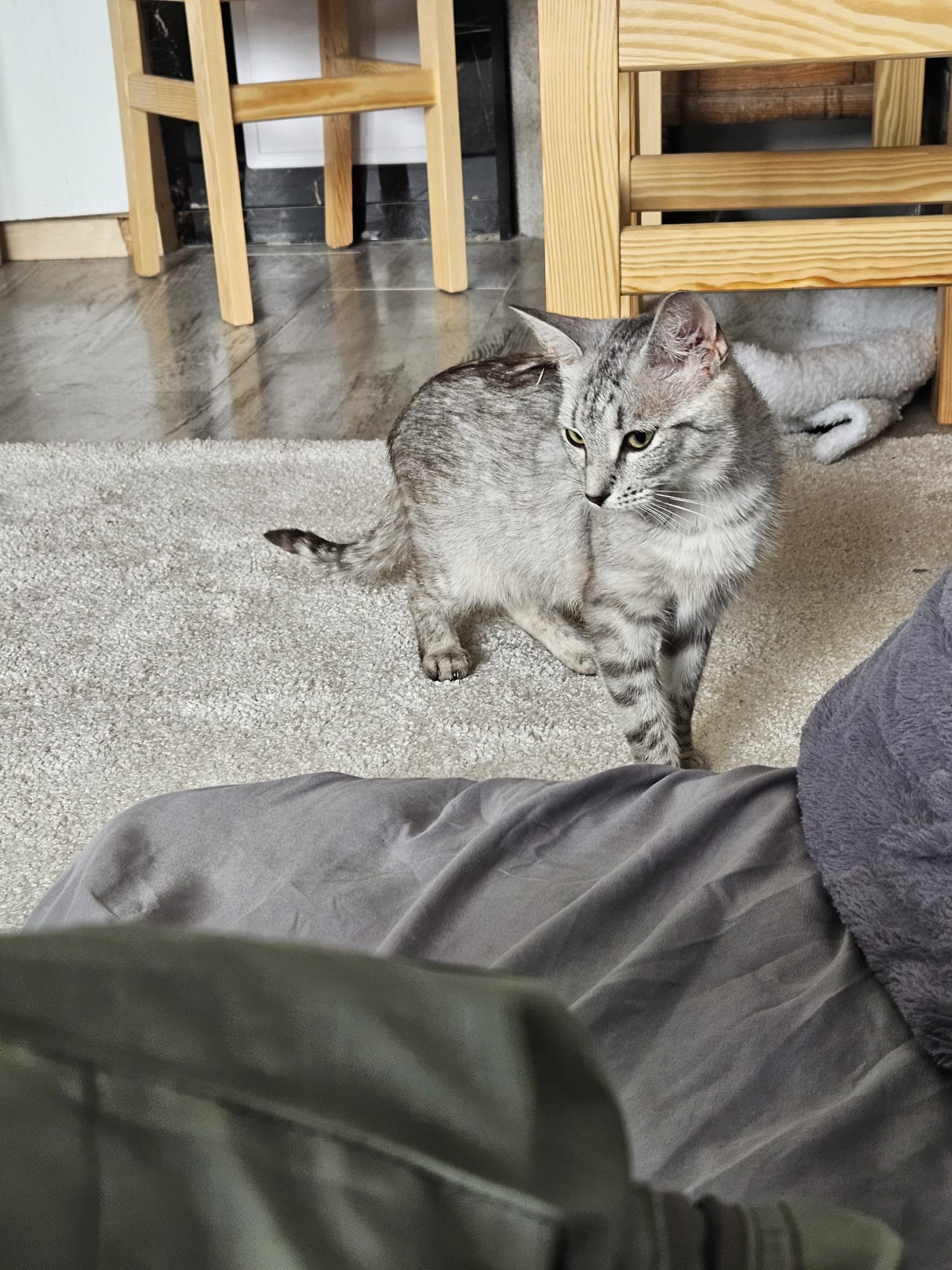Roczna srebrna kotka poleca się do adopcji!
