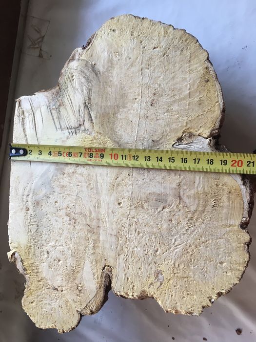 Кап клена яменелистого.