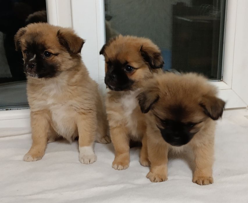 Продам щенков пекинеса.