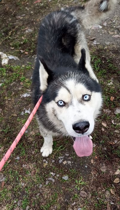 Хаскі в добрі руки