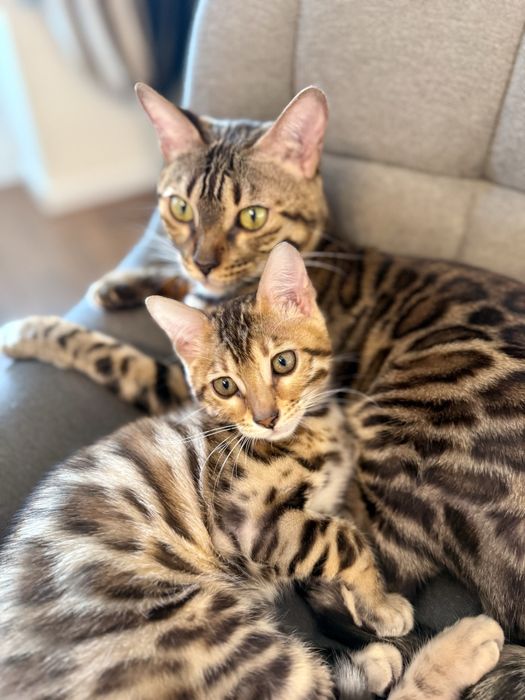 Бенгальські кошенята