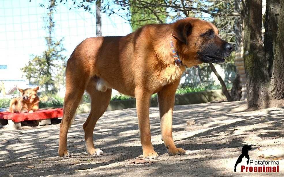 FUSCO - Cãozinho para adoção!