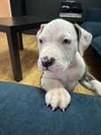 American Staffordshire Terrier