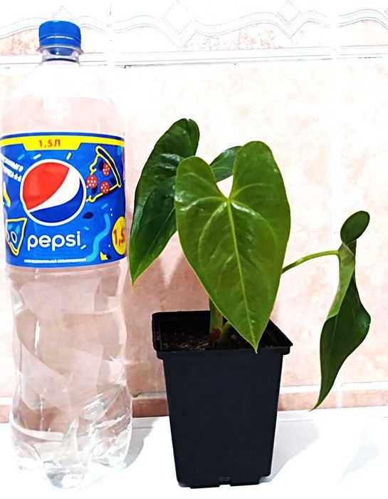 Алое, Антуріум, Сингоніум, Монстера