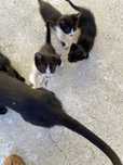 Gatinhos bebes para dar para adopcao