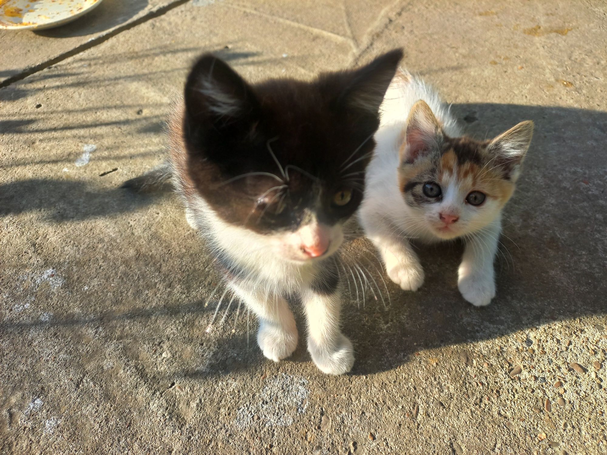 КОШЕНЯТА безкоштовно
