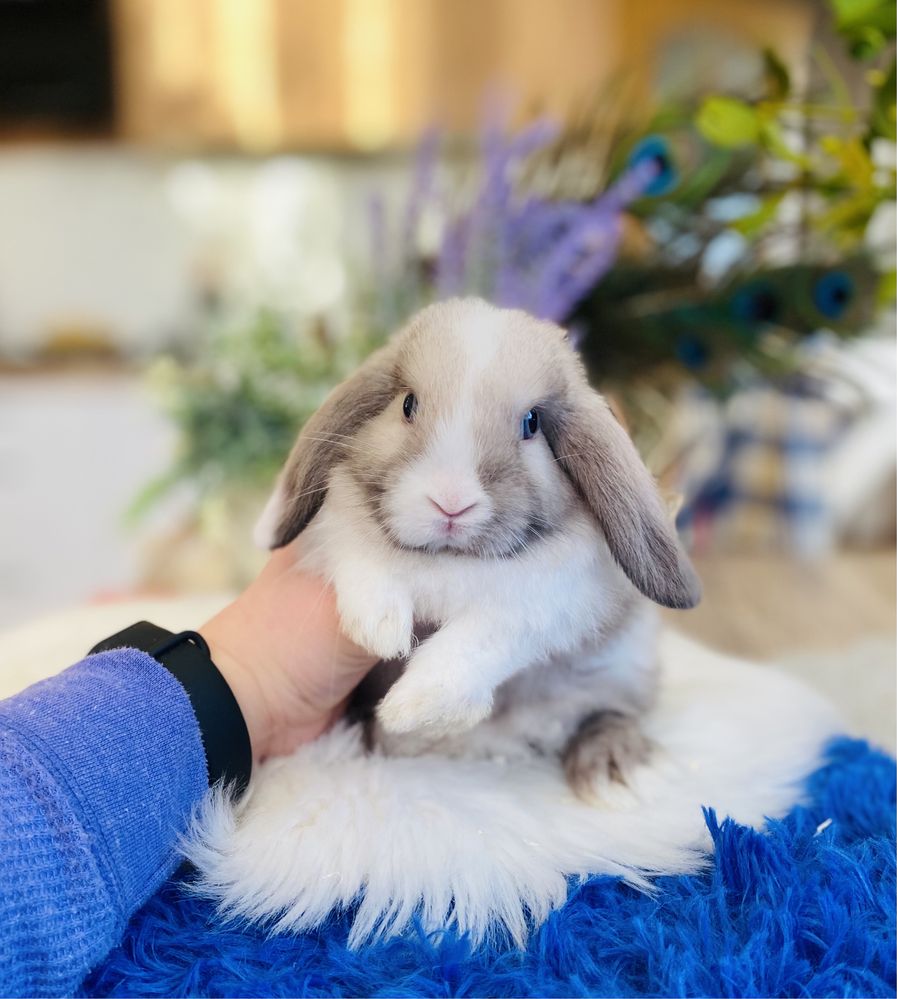 Hodowla królików MINI LOP, króliki rasowe (królik miniaturka) metryka