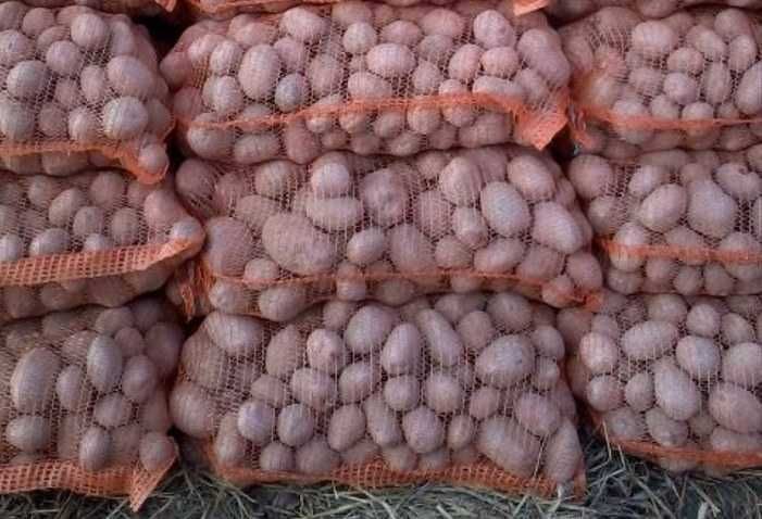 Ziemniaki Bellarosa jadalne/ Pakowane po 15kg / Możliwy transport