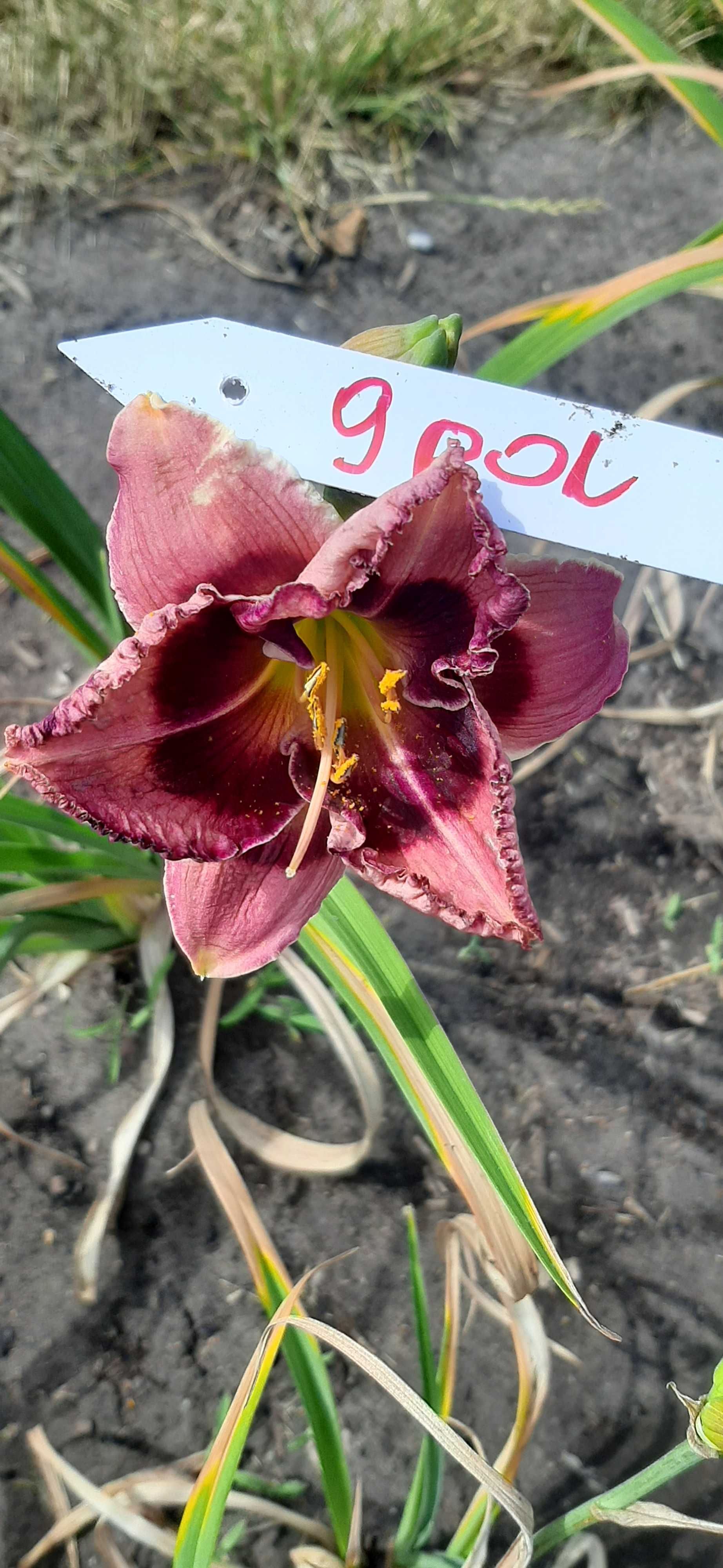 Liliowce odmianowe