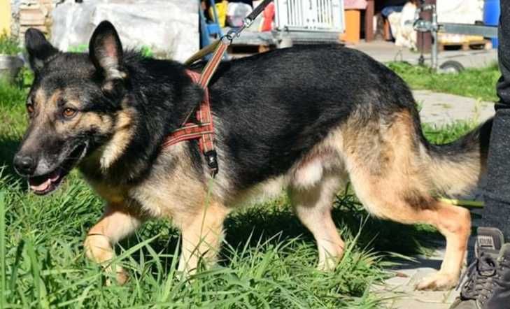 Dorian- OWCZAREK NIEMIECKI - łagodny psi senior - adopcja