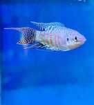 Peixe Paraiso Azul