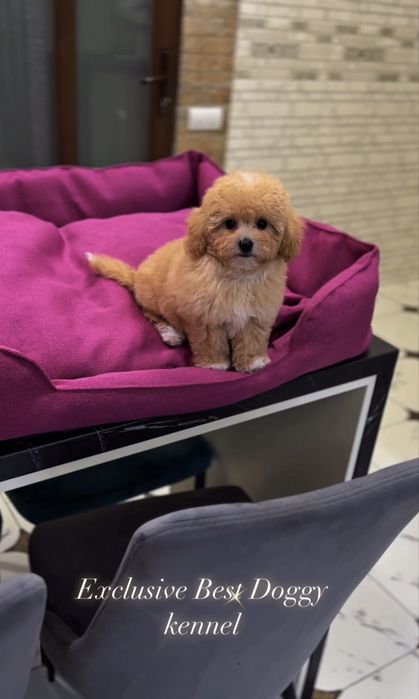 VIP лакшері міні цуценята мальтіпу ф1. Мальтіпу. Цуценя