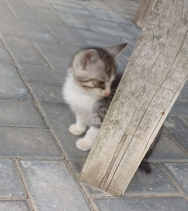Oddam kocięta w dobre ręce