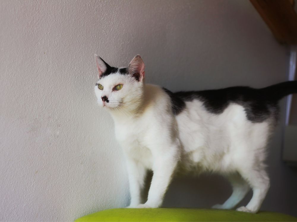 Imelda- kotka do adopcji
